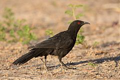 White-winged Chough